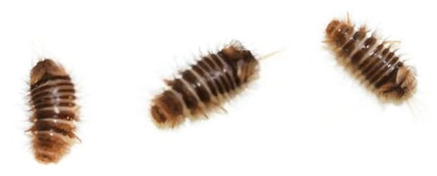 Las larvas del escarabajo de las alfombras son pequeños gusanos peludos que pueden causar daños reales a tu casa. 