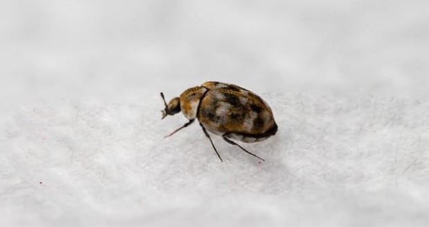 Los escarabajos de las alfombras pueden arruinar los textiles de tu casa.