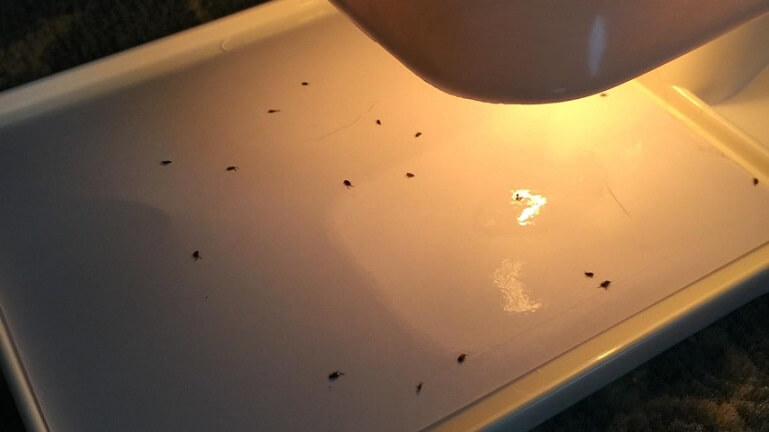 ¿La limpieza a vapor mata las pulgas y sus huevos?