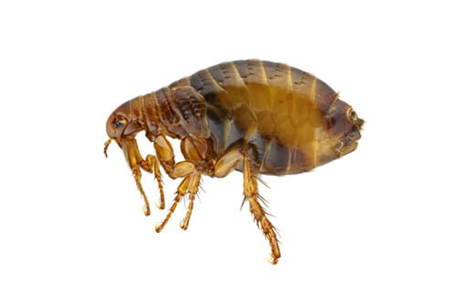 ¿La limpieza a vapor mata las pulgas y sus huevos? ¿La limpieza a vapor mata las pulgas y sus huevos?