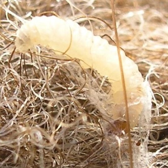 Cómo deshacerse de las polillas de las alfombras de forma natural Cómo deshacerse de las polillas de forma eficaz (guía paso a paso)