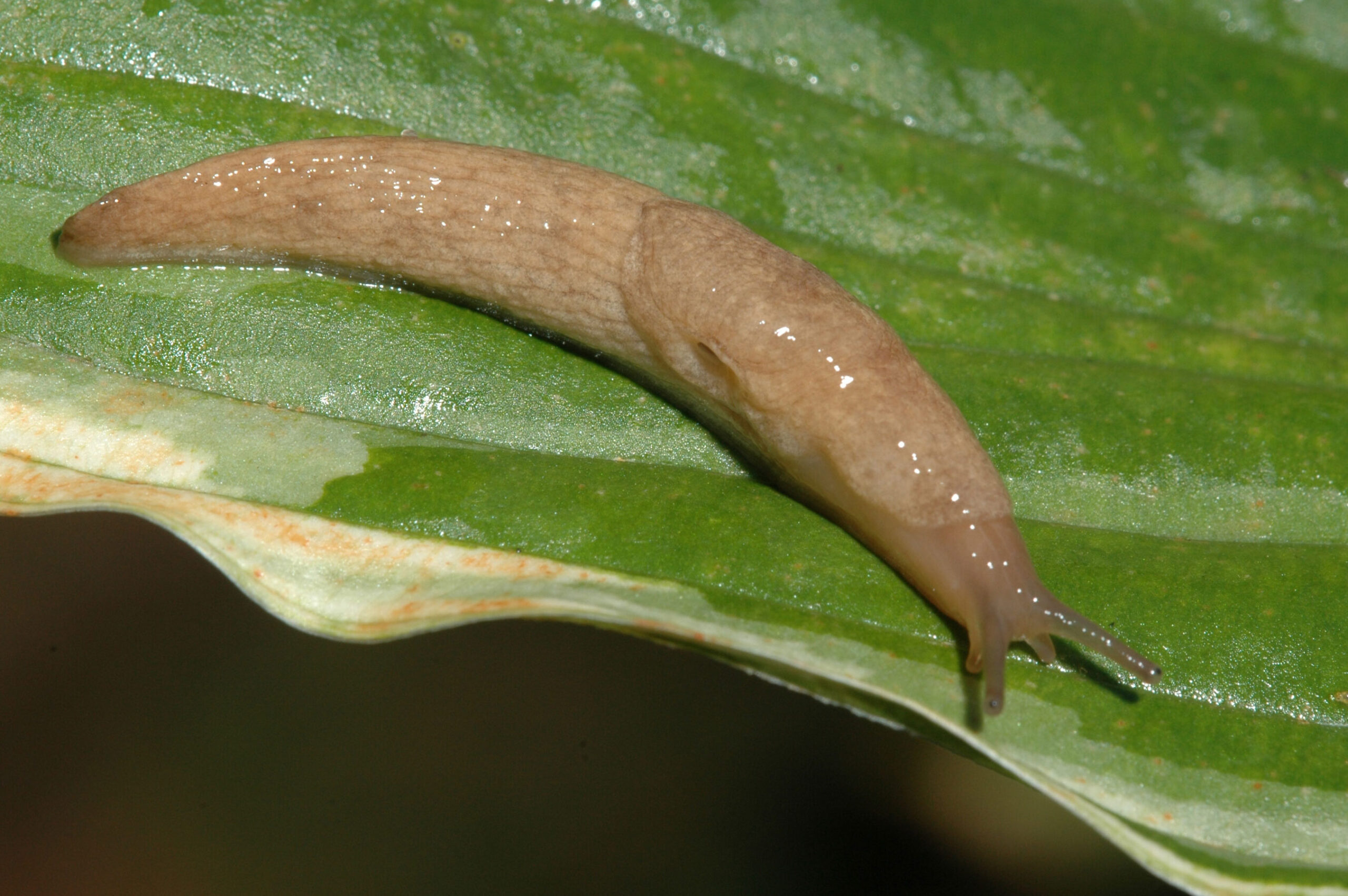 ¿Cómo entran las babosas en la casa? Babosas en los huertos familiares |