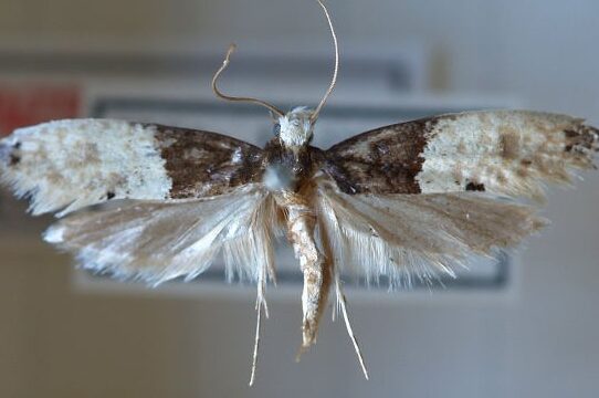 Cómo deshacerse de una infestación de polillas |