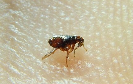 ¿La limpieza a vapor mata las pulgas y sus huevos? ¿Está luchando por mantener las pulgas fuera de su casa de Waco...