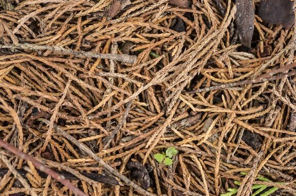 No aspire agujas de pino (haga estas 4 cosas en su lugar) ¿Existe una aspiradora exterior para agujas de pino?