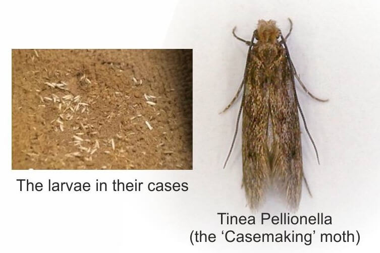 ¿La limpieza a vapor mata las polillas de las alfombras?